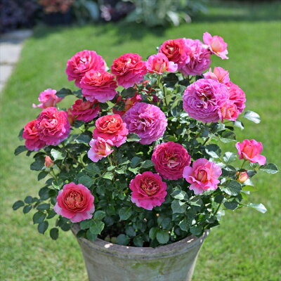 バラ苗バラ新苗デルバールエスプリドゥパリ品種登録準備中四季咲き薔薇ばら送料無料ピンクhas