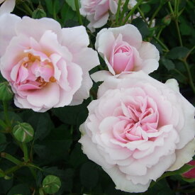 予約販売 バラ 苗 バラ 新苗 オールドローズ フェリシア 中輪 薔薇 ばら ピンク tros 4月中旬以降発送