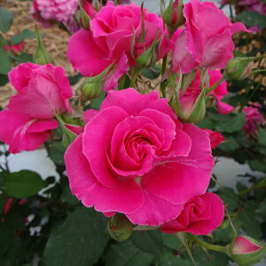 \̔ o c o Vc  uC_fB[ ؗ lG炫 KN ΂ sN tros 4{ȍ~