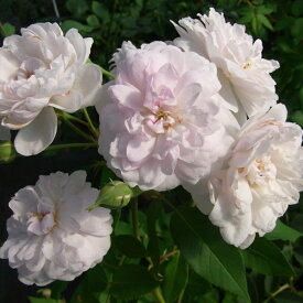 予約販売 バラ 苗 バラ 新苗 オールドローズ ブラッシュノワゼット 小輪 薔薇 ばら ピンク tros 4月中旬以降発送