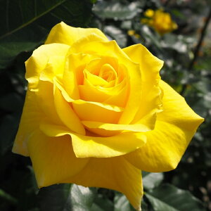 \̔ o c o Vc  t[WA ؗ lG炫 KN ΂  tros 4{ȍ~