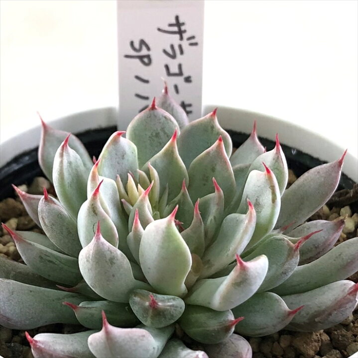 楽天市場】多肉植物 yukエケベリア ザラゴーサspノバ 多肉植物  