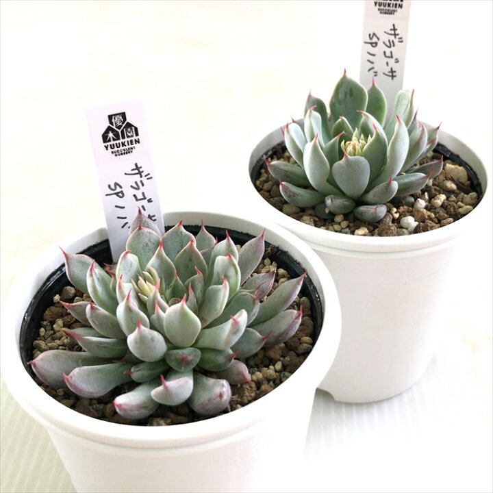 楽天市場】多肉植物 yukエケベリア ザラゴーサspノバ 多肉植物  
