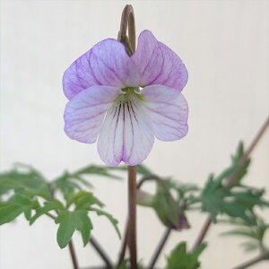 \̔ X~ c F{gqSX~ 7.5cm|bg݂ R쑐 N K[fjO ԕc h nfs 11{ȍ~