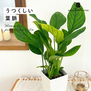観葉植物 モンステラ 4号の人気商品 通販 価格比較 価格 Com