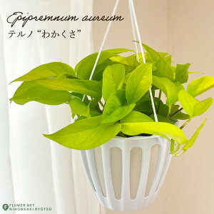 ϗtA |gX em No.019 JNT 5 ݂蔫 ݂艺 nMO ϗtA  蕨 v[g CeA  킩