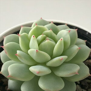 A hmGPxA Ö A GPxA 6cm|bg