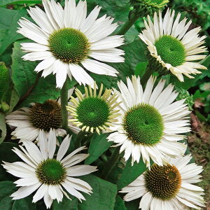 �\��̔� �G�L�i�Z�A �c ���@�[�W�� 9cm�|�b�g �����T�L�o�����M�N ���N�� �K�[�f�j���O �ԕc �h�����c tne 4�����{�ȍ~����