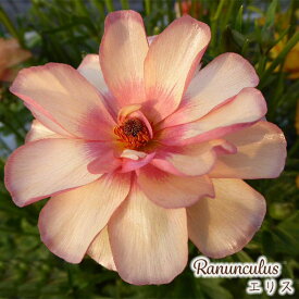 予約販売 ラナンキュラス ラックス 苗 エリス 10.5cmポット 宿根草 花苗 ガーデニング 苗 tod 12月上旬以降発送