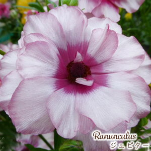 \̔ iLX bNX c Ws^[ 10.5cm|bg h ԕc K[fjO c tod 12{ȍ~