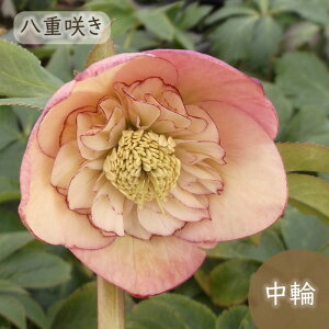 NX}X[Yc AvRbgI[PXg 9cm|bg x؉ h ԕc K[fjO c mbc