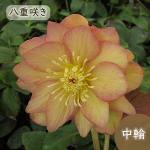 \̔ NX}X[Yc AvRbgWF[g 9cm|bg h ԕc K[fjO c mbc 10{ȍ~