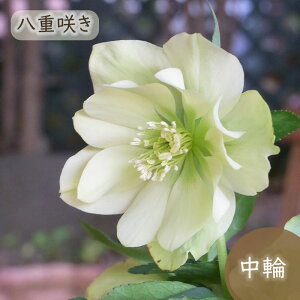 \̔ NX}X[Yc AWFG 9cm|bg R| h ԕc K[fjO c mbc 10{ȍ~