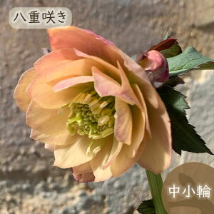 NX}X[Yc 񂸏f 9cm|bg x؉ h ԕc K[fjO c mbc