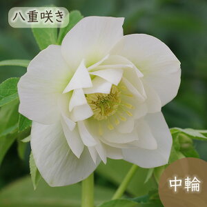 \̔ NX}X[Yc GKXACX 9cm|bg R| h ԕc K[fjO c mbc 10{ȍ~