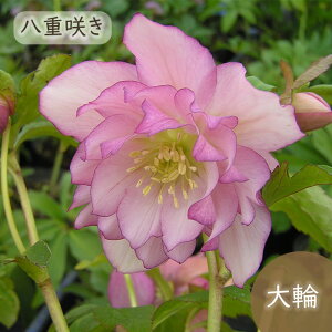 NX}X[Yc GKXtAsN 9cm|bg h ԕc K[fjO c mbc