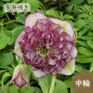 \̔ NX}X[Yc OCXv}hX 9cm|bg R| h ԕc K[fjO c mbc 10{ȍ~