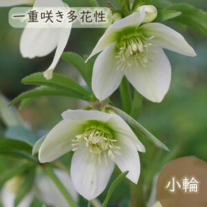 \̔ NX}X[Yc v`h[x 9cm|bg R| h ԕc K[fjO c mbc 10{ȍ~