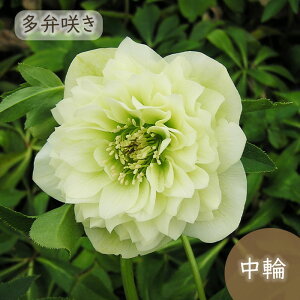 \̔ NX}X[Yc zCgv}hX 9cm|bg R| h ԕc K[fjO c mbc 10{ȍ~
