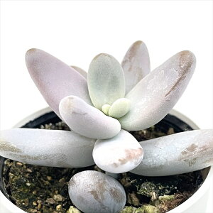 yyVX[p[Z[ P5{z A hmZ_ NCM[ A Z_ 6cm|bg