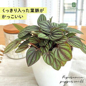 ϗtA cot yy~A ybp[~ 3.5 ϗtA ^   蕨 v[g CeA 