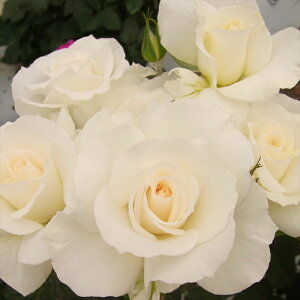 \̔ o c o Vc  }[Kbg lG炫 KN ΂  tros 4{ȍ~