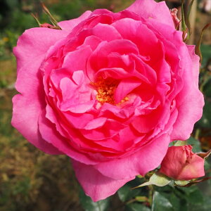 �\��̔� �o�� �c �o�� �V�c ��o�� �p���[�h �K�N �΂� �s���N tros 4�����{�ȍ~����