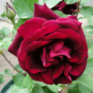 \̔ o c o Vc I[h[Y C14 KN ΂  tros 4{ȍ~