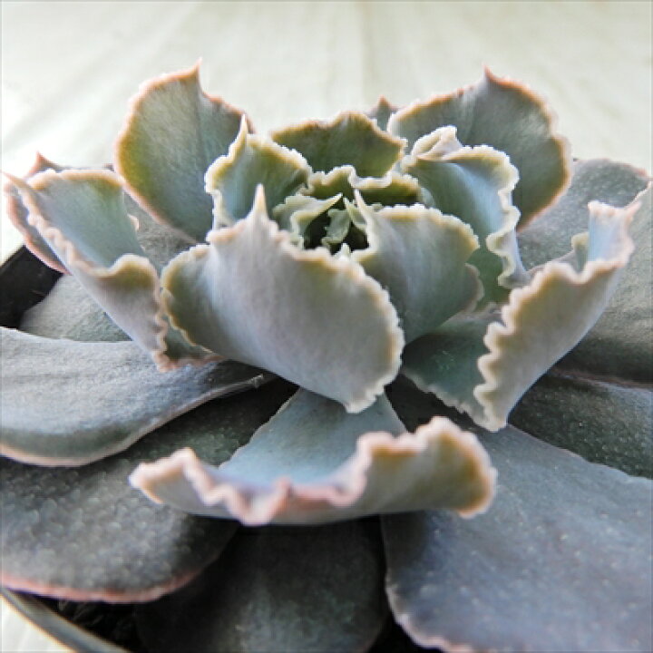 楽天市場 多肉植物 Skエケベリア シャビアナピンクフリル 多肉植物 エケベリア 7 5cmポット フラワーネット 日本花キ流通
