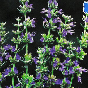 �\��̔� �h�����̍炭�� �q�\�b�v �c �l�N�^�[�u���[ 9cm�|�b�g ���N�� �K�[�f�j���O �ԕc �h�����c hys4 4�����{�ȍ~����