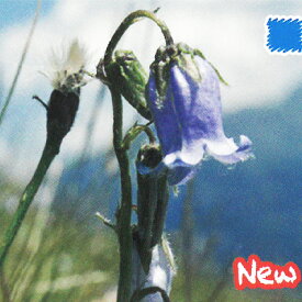 楽天市場 宿根草 種類 植物 カンパニュラ 花の苗物 苗物 ガーデニング 農業 花 ガーデン Diyの通販