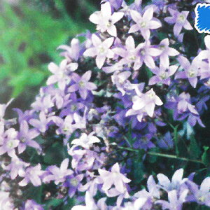 苗 カンパニュラの通販 価格比較 価格 Com