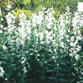 楽天市場 カンパニュラ 苗物 ガーデニング 農業 花 ガーデン Diyの通販