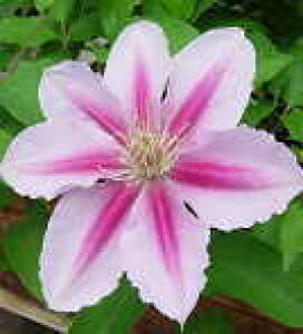 \̔ N}`X c r[YWr[ peXn ̃N}`X 2Nc 10.5cm|bg ochi 3{ȍ~