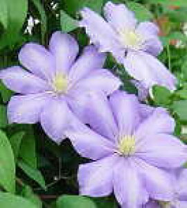 予約販売 クレマチス 苗 ミセスPBトゥロー パテンス系 落合さんのクレマチス 2年生苗 10.5cmポット ochi 3月上旬以降発送