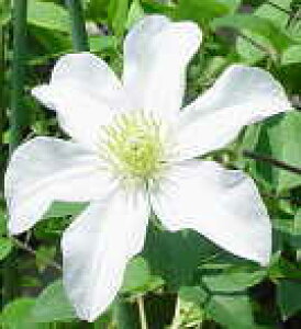 \̔ N}`X c nfB WbN}j[n ̃N}`X 2Nc 10.5cm|bg ochi 3{ȍ~