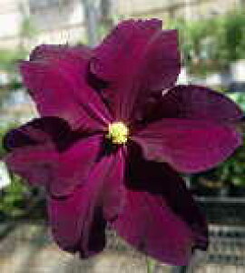 \̔ N}`X c rI WbN}j[n ̃N}`X 2Nc 10.5cm|bg ochi 3{ȍ~