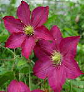 \̔ N}`X c }_Gh[hAh WbN}j[n ̃N}`X 2Nc 10.5cm|bg ochi 3{ȍ~