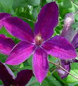 \̔ N}`X c }_OWF WbN}j[n ̃N}`X 2Nc 10.5cm|bg ochi 3{ȍ~