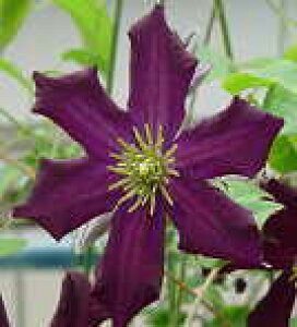 \̔ N}`X c }`J WbN}j[n ̃N}`X 2Nc 10.5cm|bg ochi 3{ȍ~