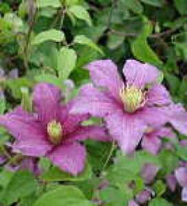 予約販売 クレマチス 苗 かぐや ビチセラ系 落合さんのクレマチス 2年生苗 10.5cmポット ochi 3月上旬以降発送