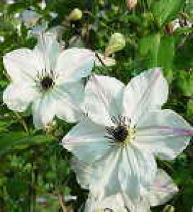 \̔ N}`X c Tj[TCh r`Zn ̃N}`X 2Nc 10.5cm|bg ochi 3{ȍ~