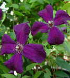 \̔ N}`X c |[bVXsbg r`Zn ̃N}`X 2Nc 10.5cm|bg ochi 3{ȍ~