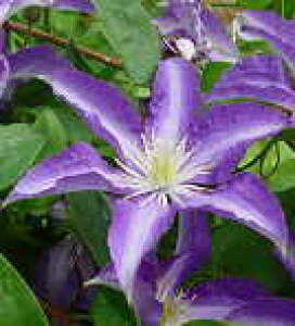 \̔ N}`X c 嗬iȂjr`Zn ̃N}`X 2Nc 10.5cm|bg ochi 3{ȍ~