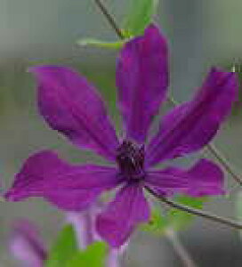 予約販売 クレマチス 苗 アフロディーテエレガフミナ インテグリフォリア系 落合さんのクレマチス 2年生苗 10.5cmポット ochi 3月上旬以降発送