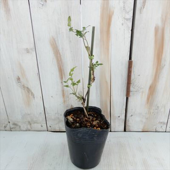 楽天市場 クレマチス 苗 インテグリフォリア系 アフロディーテエレガフミナ 落合さんのクレマチス 2年生苗 10 5cmポット 宿根草 フラワーネット 日本花キ流通 楽天市場 クレマチス 苗 インテグリフォリア系 アフロディーテエレガフミナ 落合さんのクレマチス 2年生苗 10 5cmポット 宿根草 フラワーネット 日本花キ流通