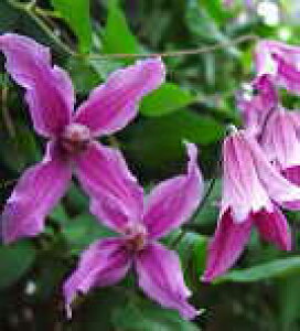 \̔ N}`X c LbcAC CeOtHAn ̃N}`X 2Nc 10.5cm|bg ochi 3{ȍ~