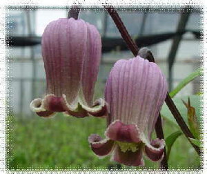 予約販売 クレマチス 苗 藤かほり テキセンシス系 落合さんのクレマチス 2年生苗 10.5cmポット ochi 3月上旬以降発送