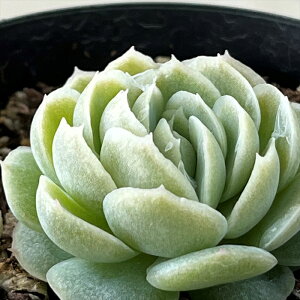 A skGPxA LVJ[Y A GPxA 7.5cm|bg