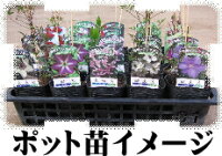 楽天市場 クレマチス 苗 ビチセラ系 青トンボ 落合さんのクレマチス 2年生苗 10 5cmポット 宿根草 フラワーネット 日本花キ流通